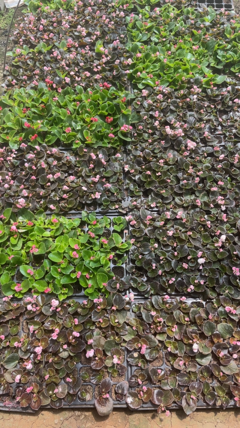 重瓣四季海棠，大量有货，量大有货，现货