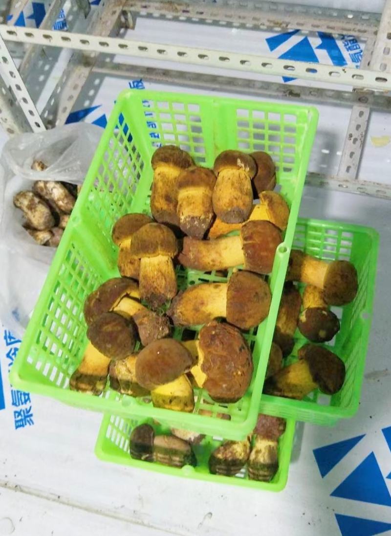 云南纯野生新鲜黄牛肝菌精品