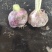 精品蒜头55起步，大量有货，质量保证大量出货