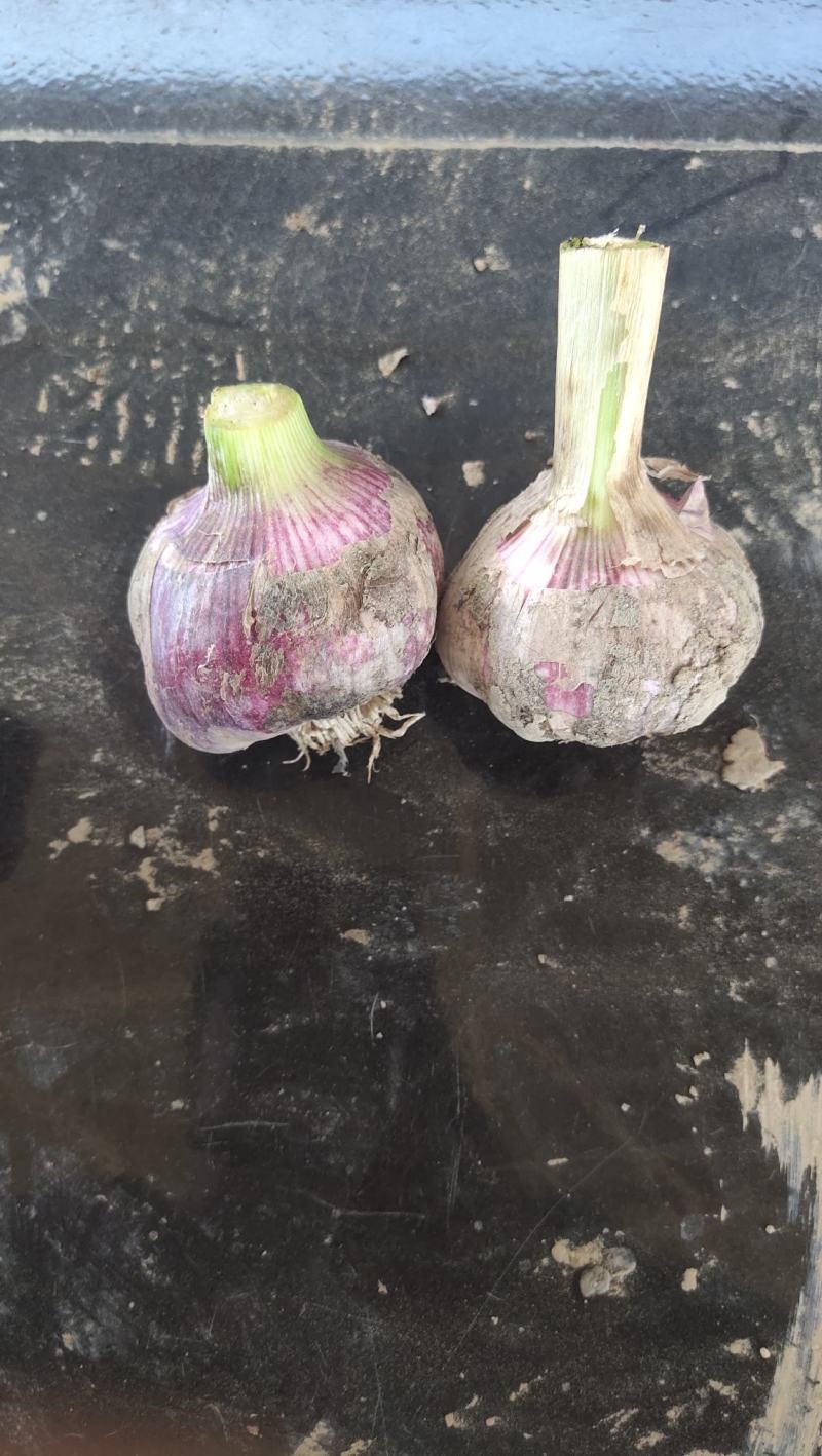 精品蒜头55起步，大量有货，质量保证大量出货