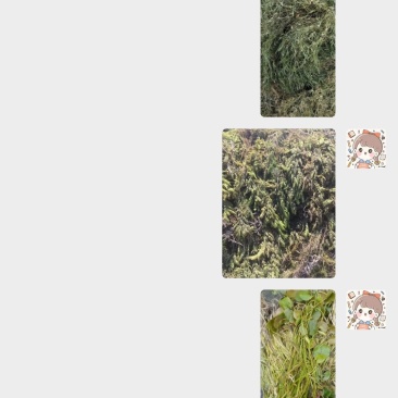 蔬菜，，水草