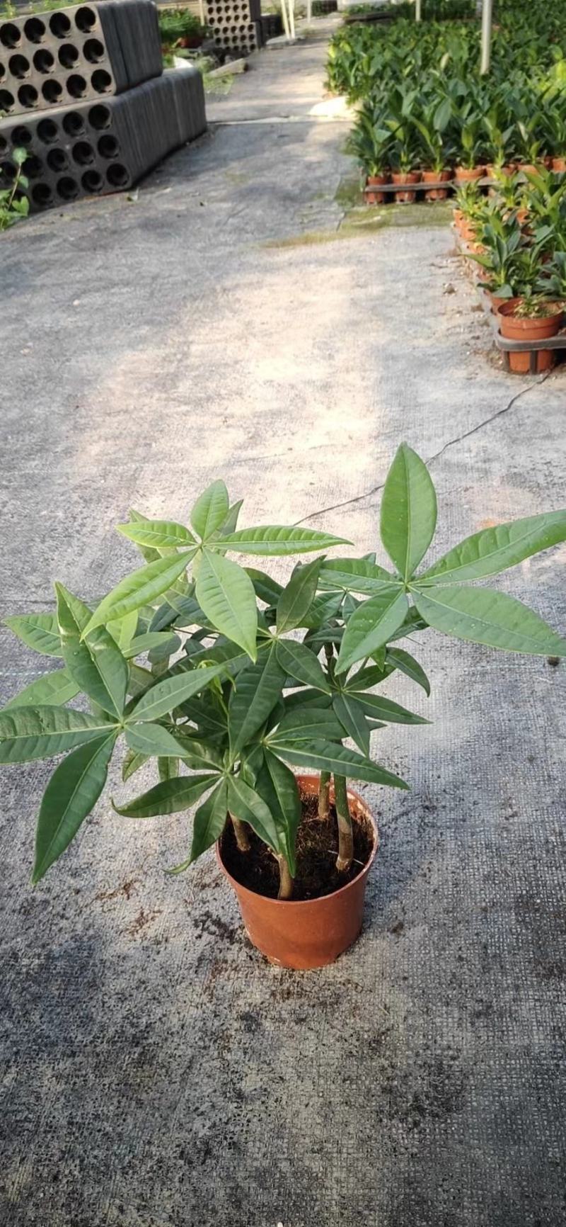 发财树单杆三杆六福辫子基地直发