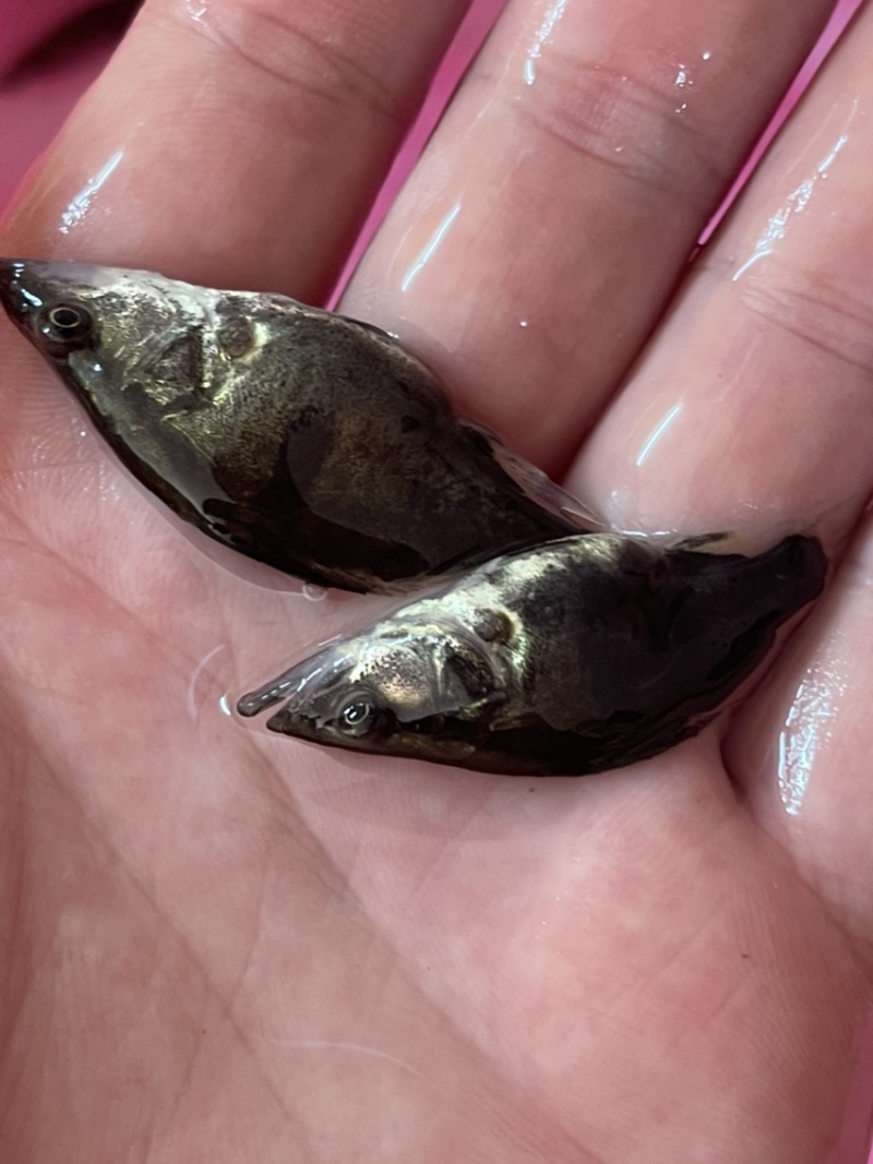 桂花鱼苗鳜鱼场地价格优惠新苗上市