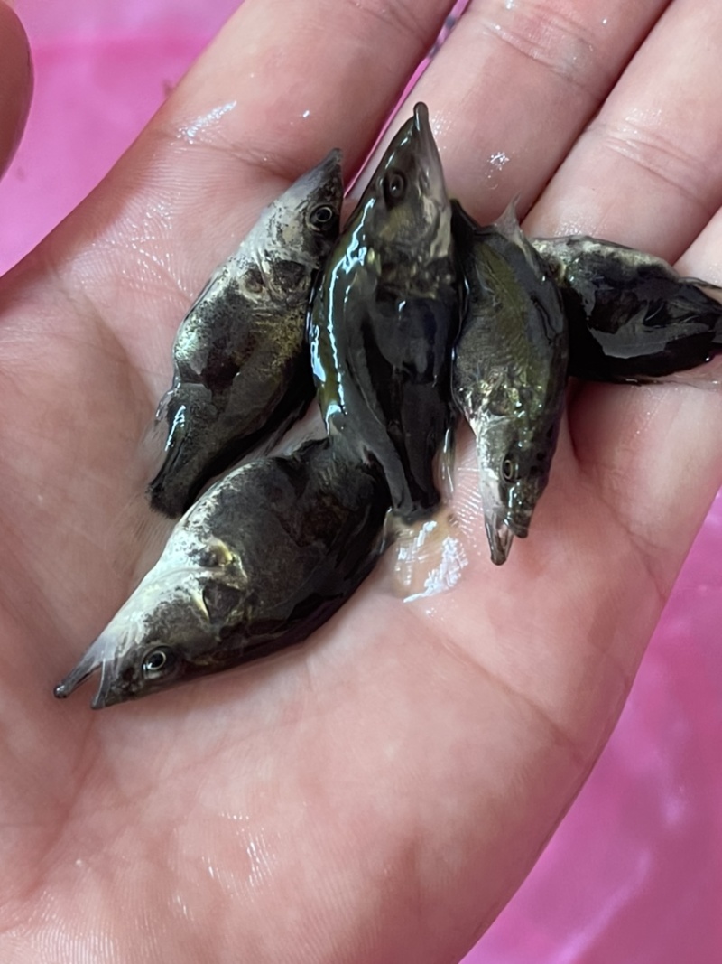 桂花鱼苗鳜鱼场地价格优惠新苗上市