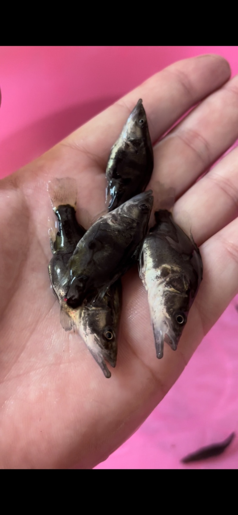 桂花鱼苗鳜鱼场地价格优惠新苗上市