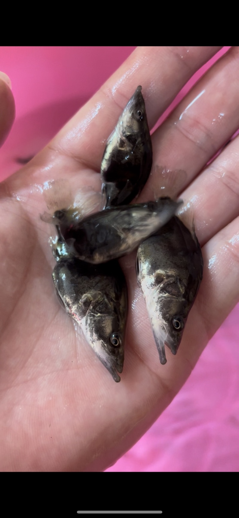桂花鱼苗鳜鱼场地价格优惠新苗上市