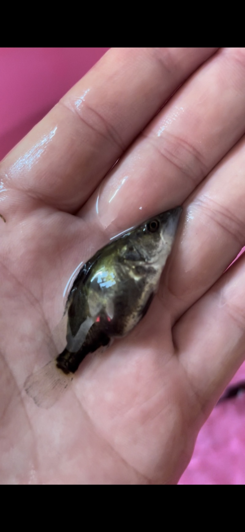 桂花鱼苗鳜鱼场地价格优惠新苗上市