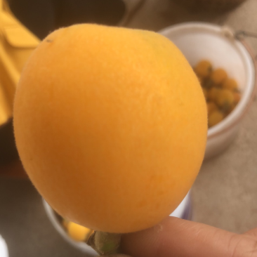 巴阳枇杷