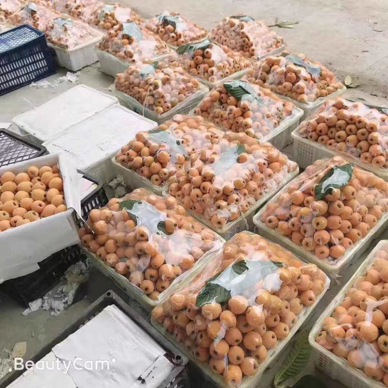 巴阳枇杷