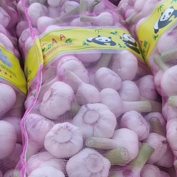 大量供应淮阳扒皮蒜