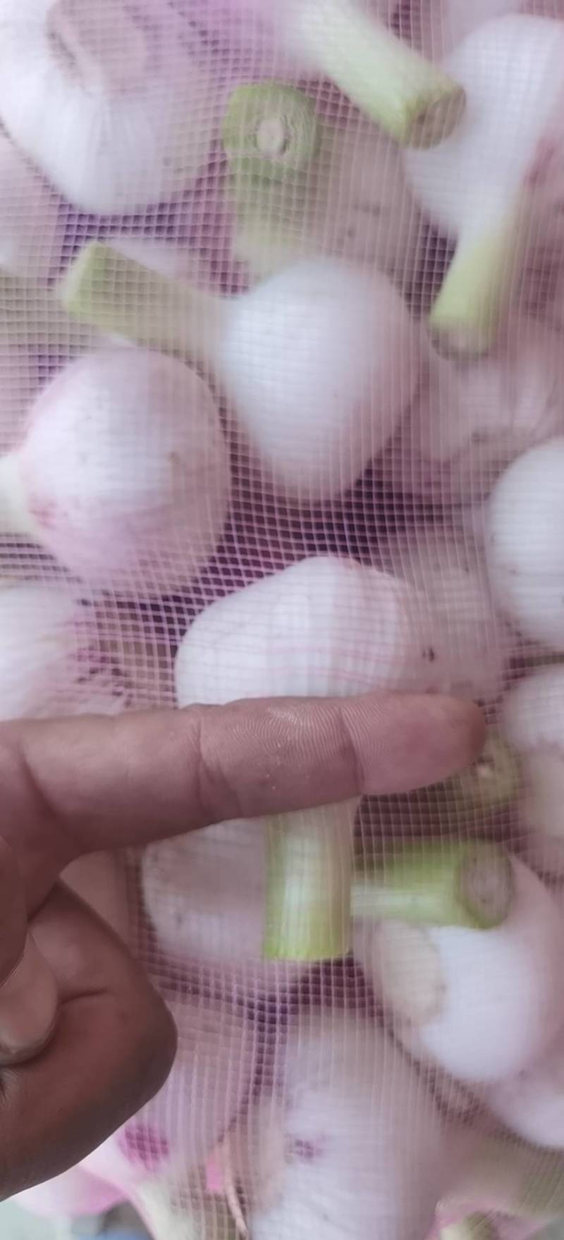 大量供应淮阳扒皮蒜