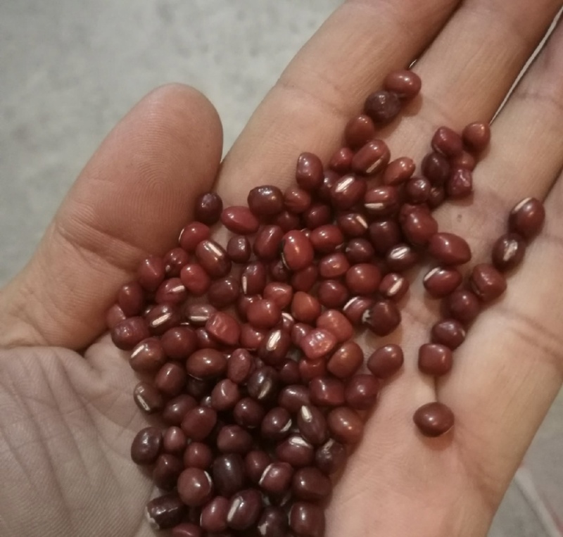 红豆厂家批发红豆红小豆精品红豆优质红豆