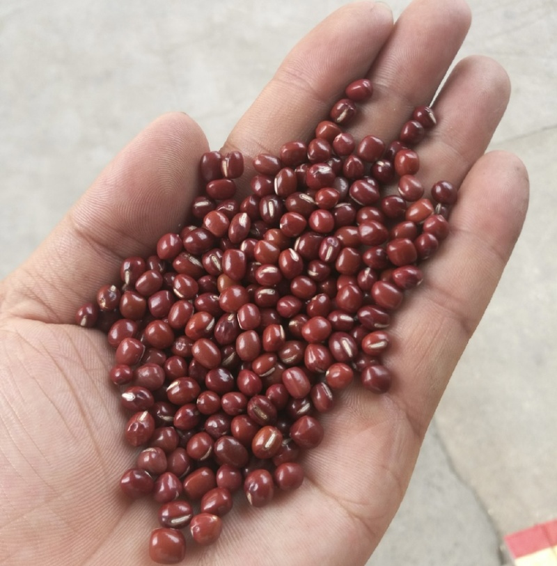 红豆厂家批发红豆红小豆精品红豆优质红豆