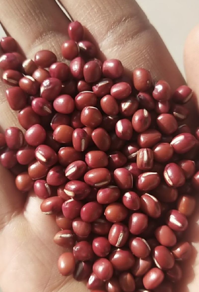 红豆厂家批发红豆红小豆精品红豆优质红豆