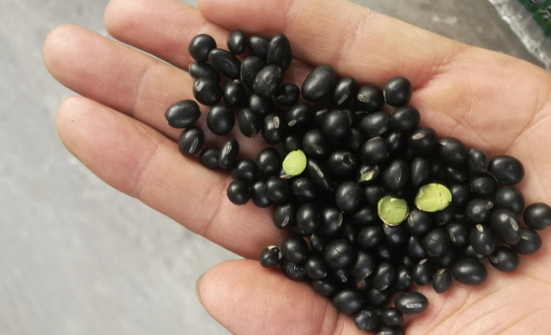 红豆厂家批发红豆红小豆精品红豆优质红豆