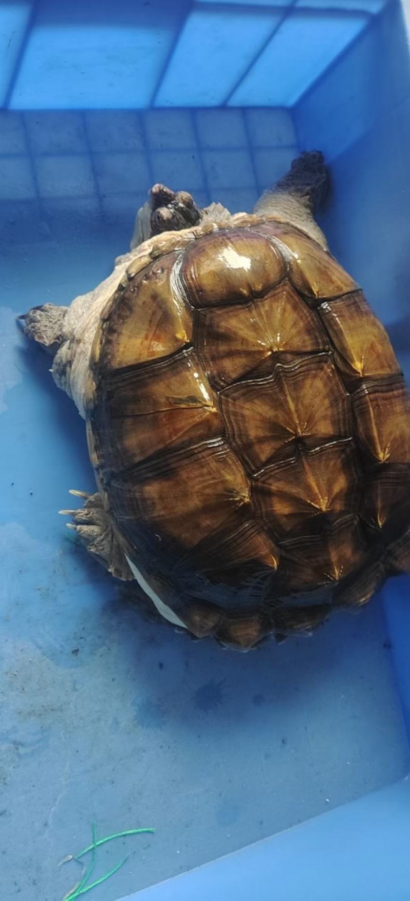 鳄龟