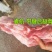 睿航带腱前腿骨，前腿骨，前棒骨，棒骨，骨棒，前骨棒