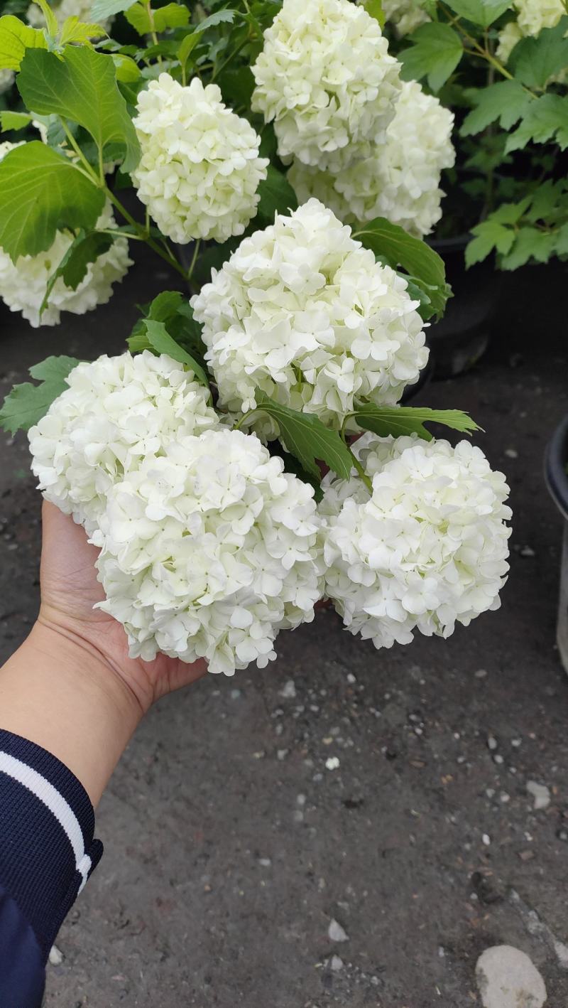 绣球无尽夏，中华木绣球，木本绣球，栎叶绣球小苗。