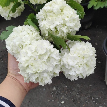 绣球无尽夏，中华木绣球，木本绣球，栎叶绣球小苗。