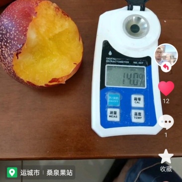 中油四号大棚油桃