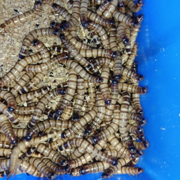 大麦虫蛋白虫活虫鲜活面包虫乌龟龙鱼鸟类仓鼠守宫宠物活体饲