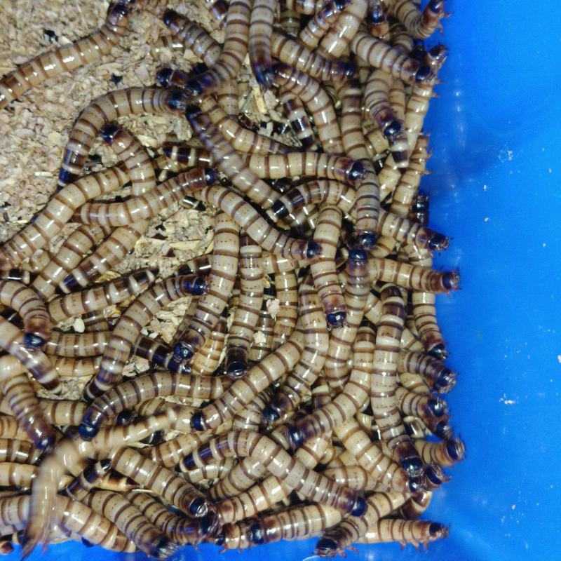 大麦虫蛋白虫活虫鲜活面包虫乌龟龙鱼鸟类仓鼠守宫宠物活体饲