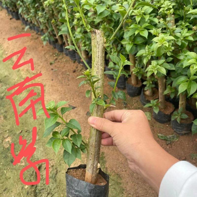 三角梅