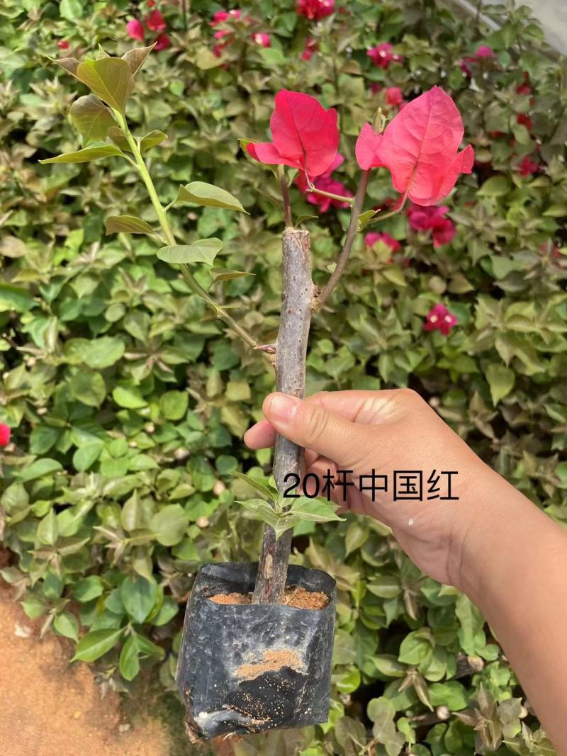 三角梅