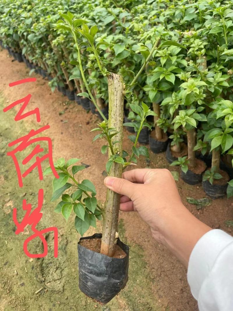 三角梅