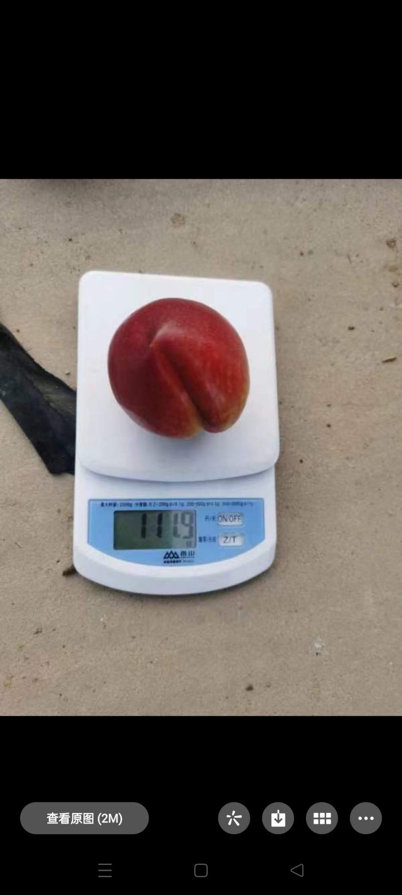 中油四号大棚油桃