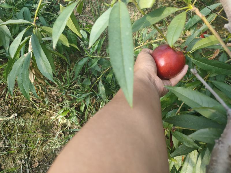 中油四号大棚油桃