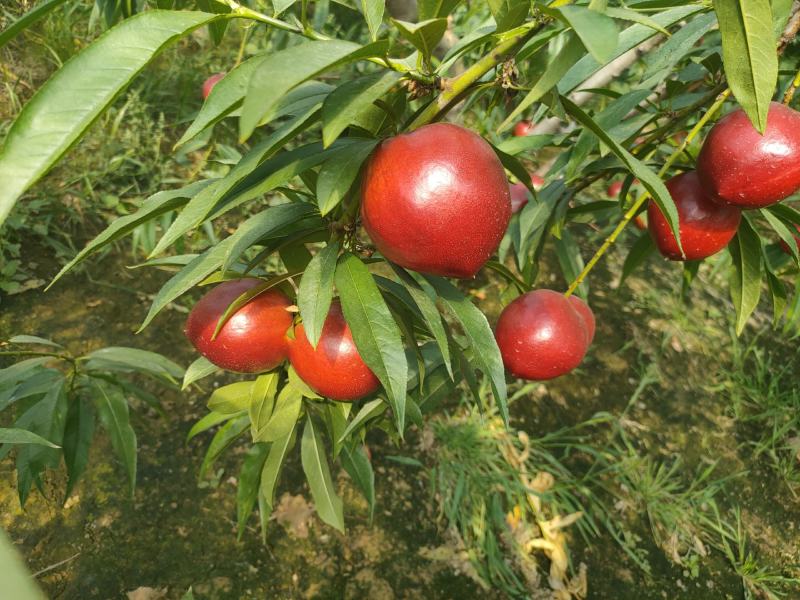 中油四号大棚油桃
