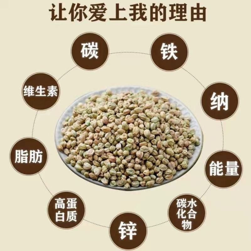 甘肃特产天水香麻子人吃火麻子大颗粒新货食用秦安麻子籽鸟粮