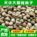 甘肃特产天水香麻子人吃火麻子大颗粒新货食用秦安麻子籽鸟粮