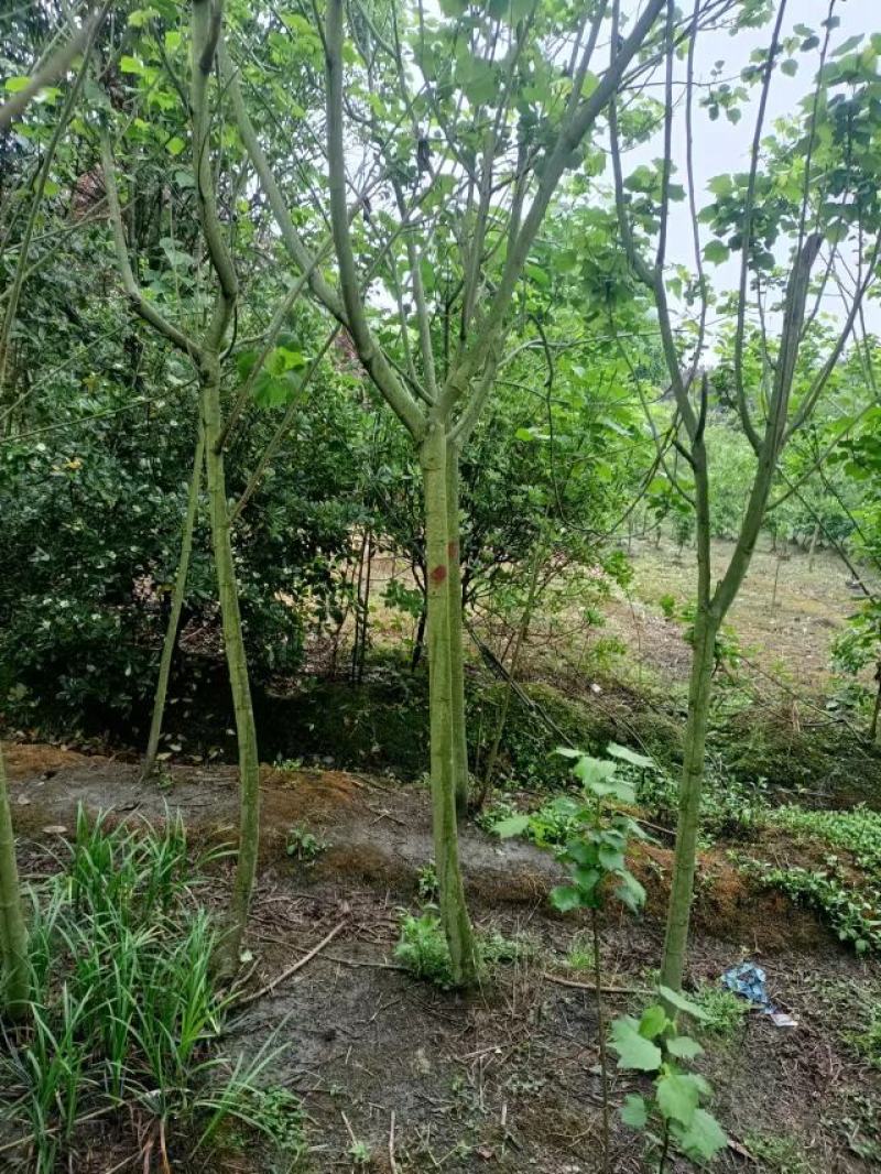 芙蓉花种植，5公分木芙蓉，3公分木芙蓉，成都木芙蓉基地。