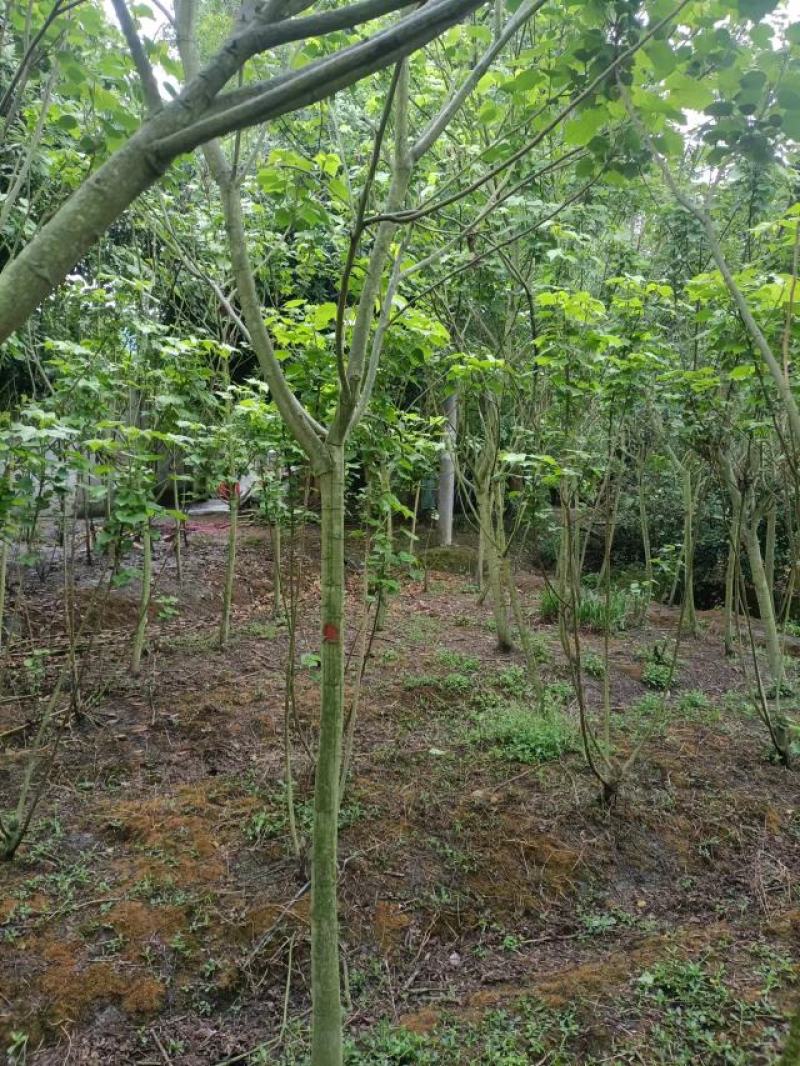 芙蓉花种植，5公分木芙蓉，3公分木芙蓉，成都木芙蓉基地。