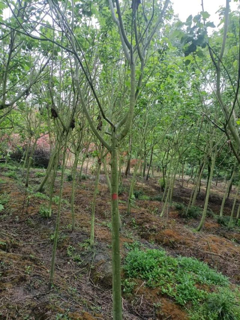 芙蓉花种植，5公分木芙蓉，3公分木芙蓉，成都木芙蓉基地。
