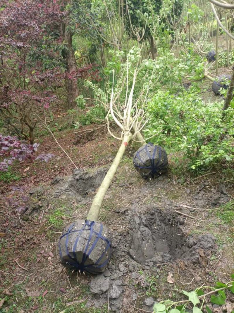 芙蓉花种植，5公分木芙蓉，3公分木芙蓉，成都木芙蓉基地。