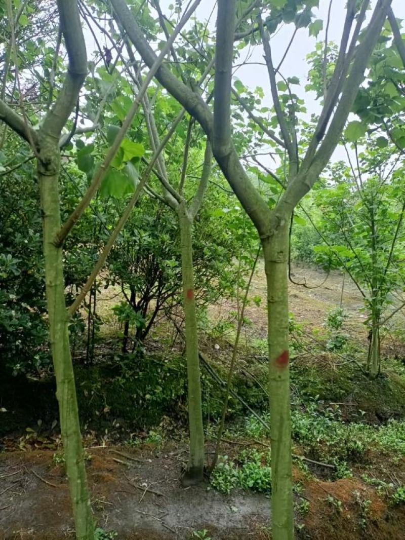 芙蓉花种植，5公分木芙蓉，3公分木芙蓉，成都木芙蓉基地。