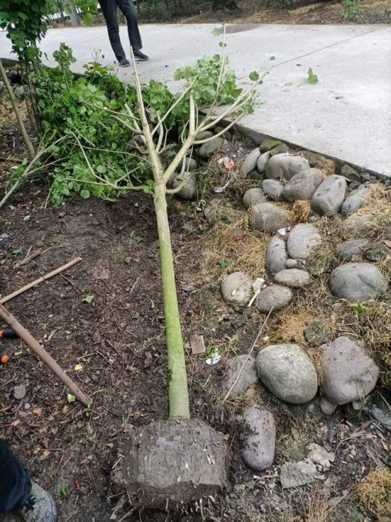 芙蓉花种植，5公分木芙蓉，3公分木芙蓉，成都木芙蓉基地。