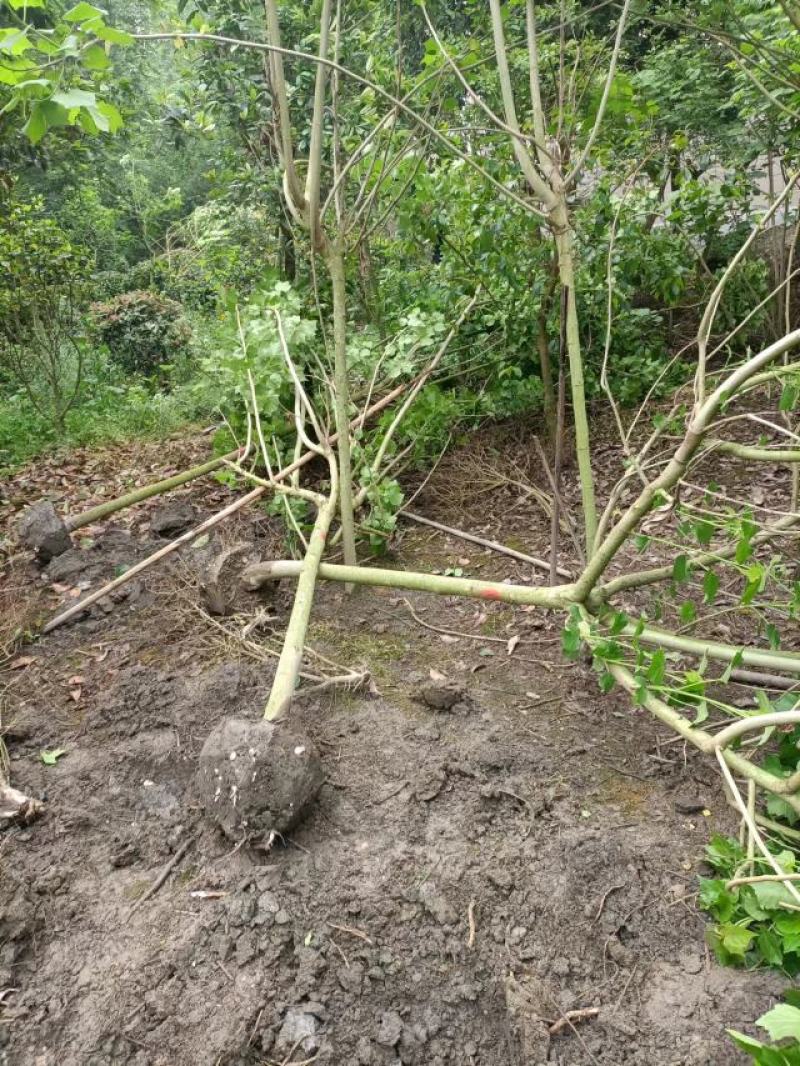 芙蓉花种植，5公分木芙蓉，3公分木芙蓉，成都木芙蓉基地。