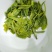 恩施特产富硒绿茶芭蕉侗族乡富硒茶烘青绿茶高山云雾茶清香