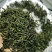 恩施特产富硒绿茶芭蕉侗族乡富硒茶烘青绿茶高山云雾茶清香