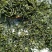 恩施特产富硒绿茶芭蕉侗族乡富硒茶烘青绿茶高山云雾茶清香