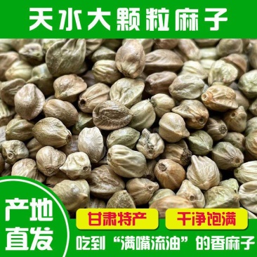 甘肃特产天水香麻子人吃火麻子大颗粒新货食用秦安麻子籽鸟粮