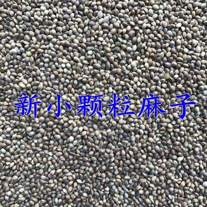大颗粒麻子鸟食鸟粮鹦鹉粮鸽粮麻籽火麻仁仓鼠粮一件5斤包邮