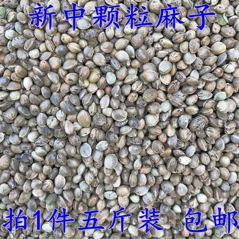 麻子麻子麻子麻子麻子麻子麻子麻子麻子