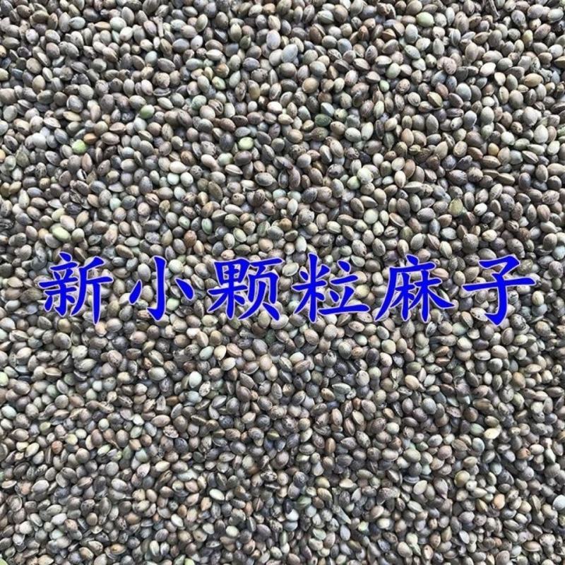 麻子麻子麻子麻子麻子麻子麻子麻子麻子