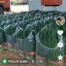 四季小葱，细叶黑绿小葱