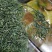 2024新茶上市恩施富硒茶特级恩施玉露蒸青绿茶芭蕉茶